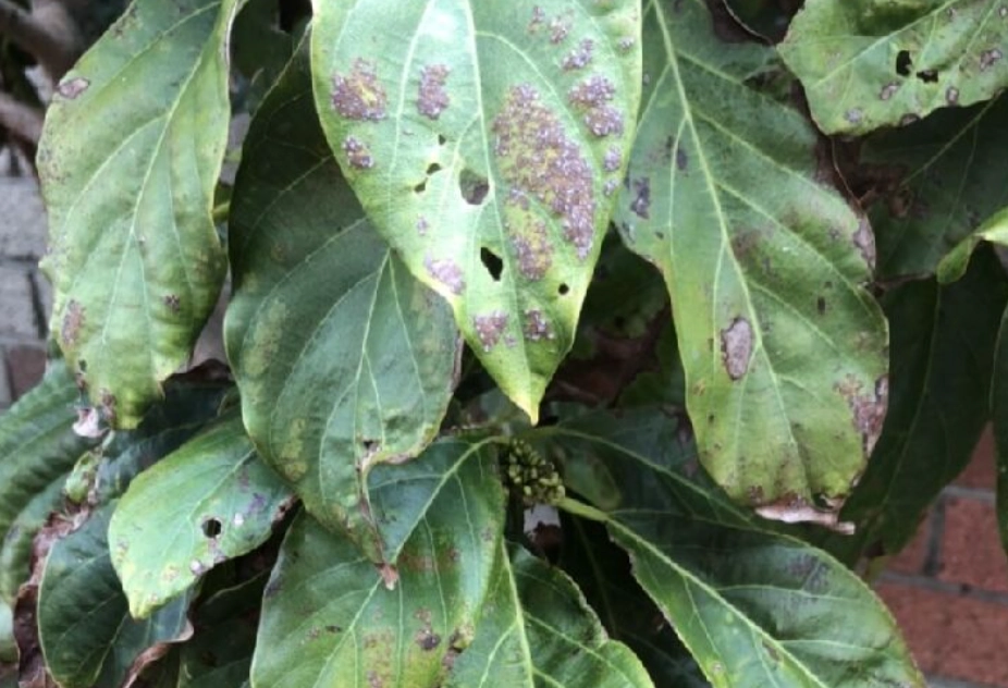 酪梨病蟲害用藥