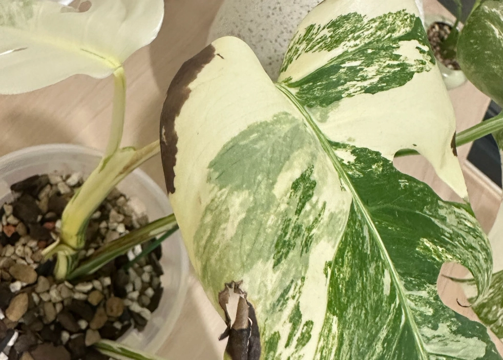 龜背芋葉子變白