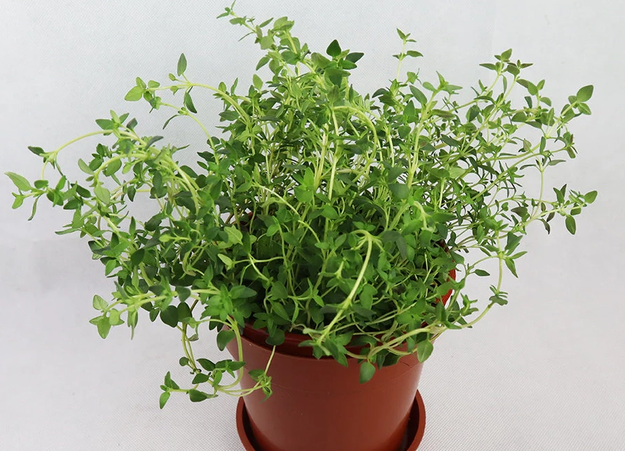 香草植物 推薦 香草植物 推薦