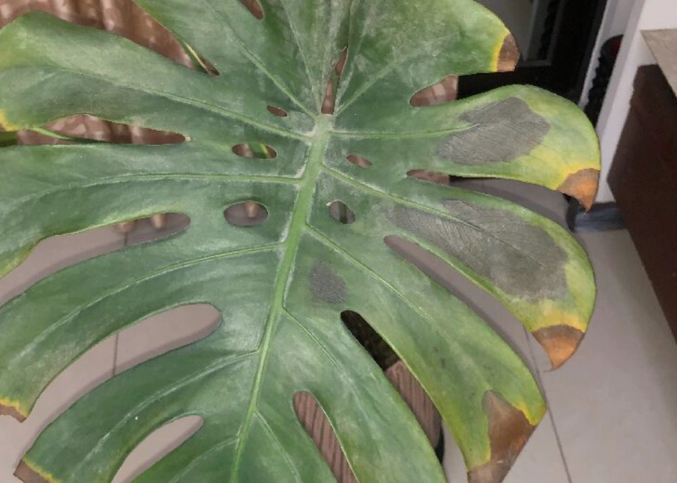 龜背芋葉子變黃