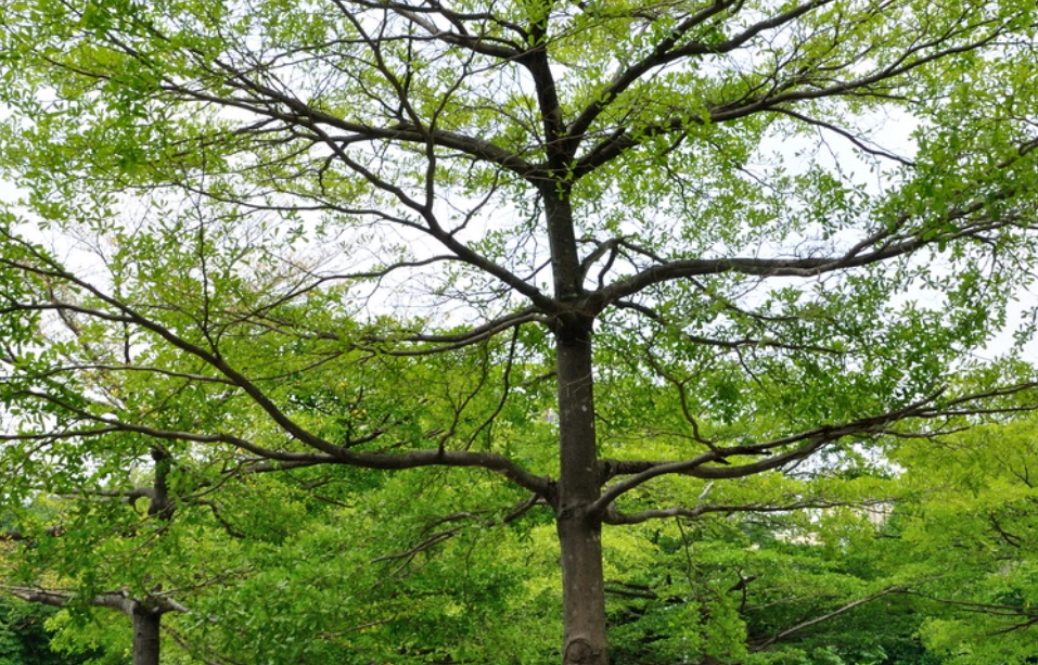 小葉欖仁修剪 小葉欖仁修剪