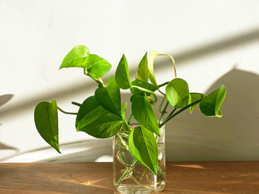 水耕植物種類 水耕植物種類