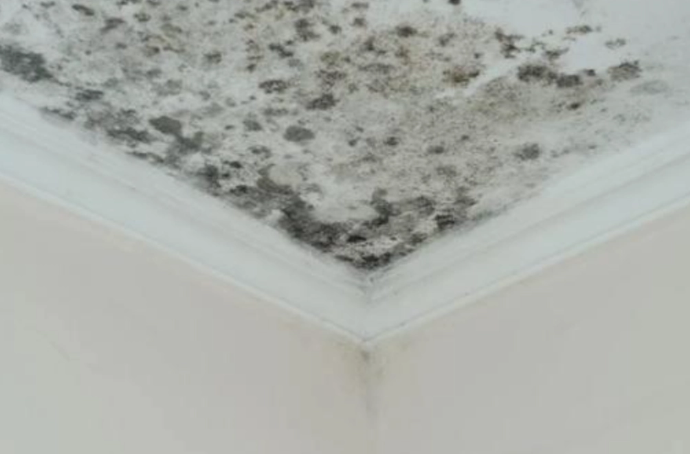 牆面黴斑清潔 牆面黴斑清潔