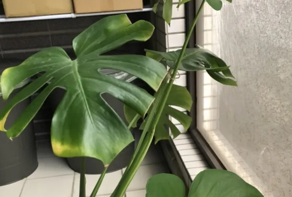 龜背芋葉子變黃