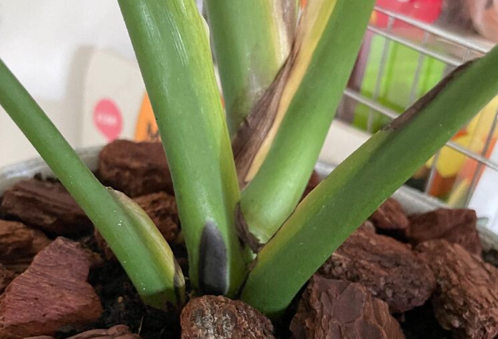 龜背芋茎黑腐病 龜背芋茎黑腐病