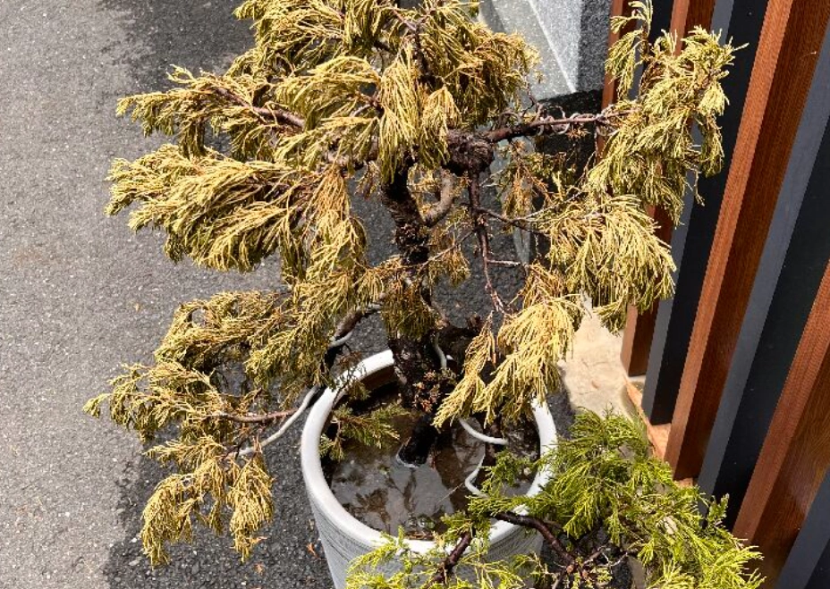 柏树 黄叶 原因