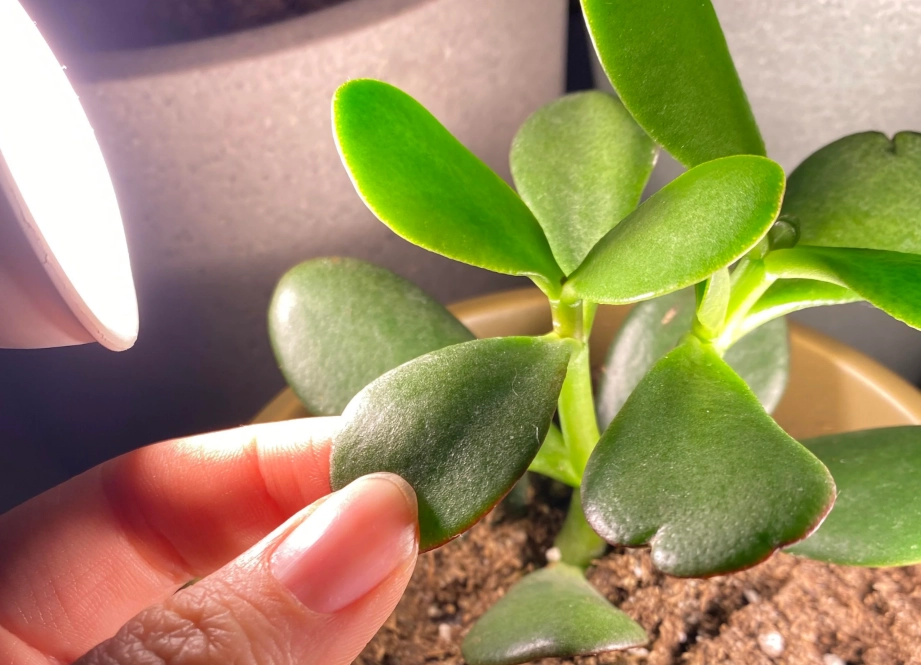 玉樹怎麼養 玉樹怎麼養