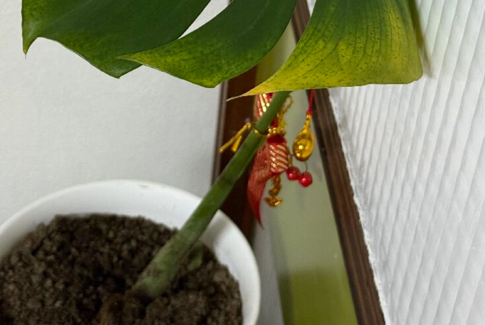 龜背芋茎黑腐病 龜背芋茎黑腐病