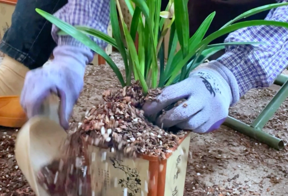 蝴蝶蘭澆水方法