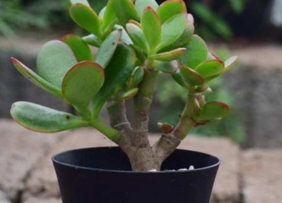 玉樹怎麼養 玉樹怎麼養