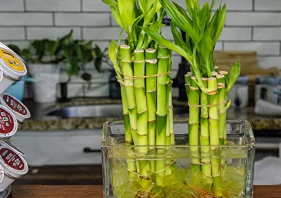 水培竹好養嗎