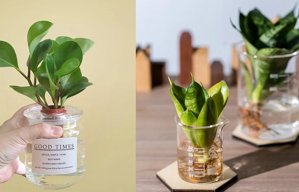 室內水種植物 室內水種植物