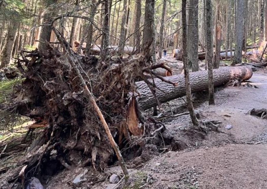 安全移除樹頭 安全移除樹頭