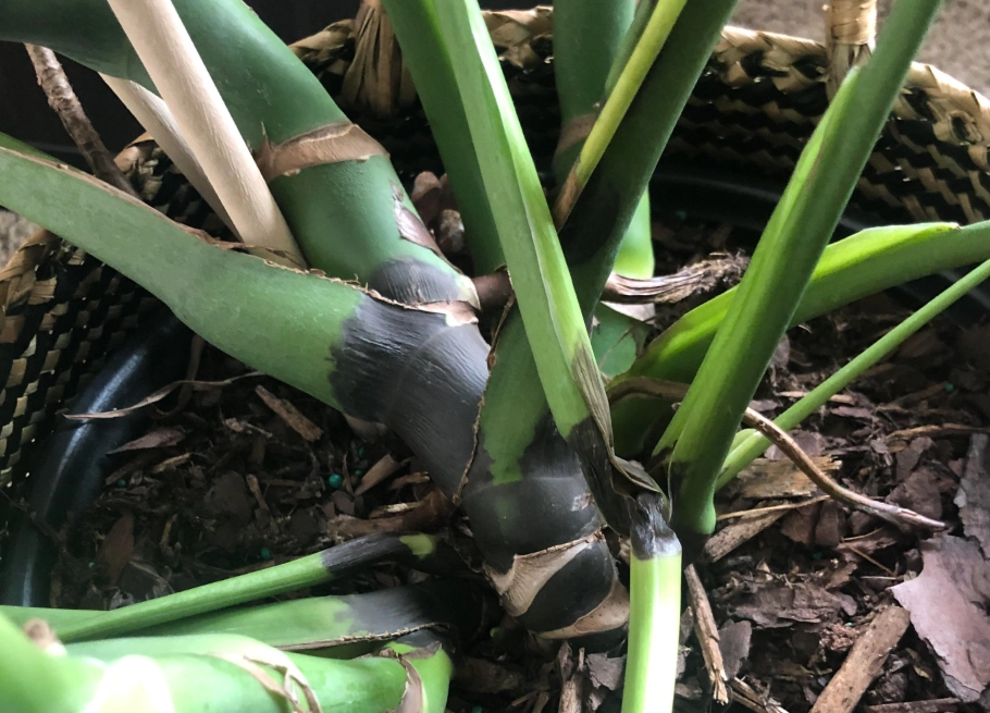 龜背芋 病害 龜背芋 病害