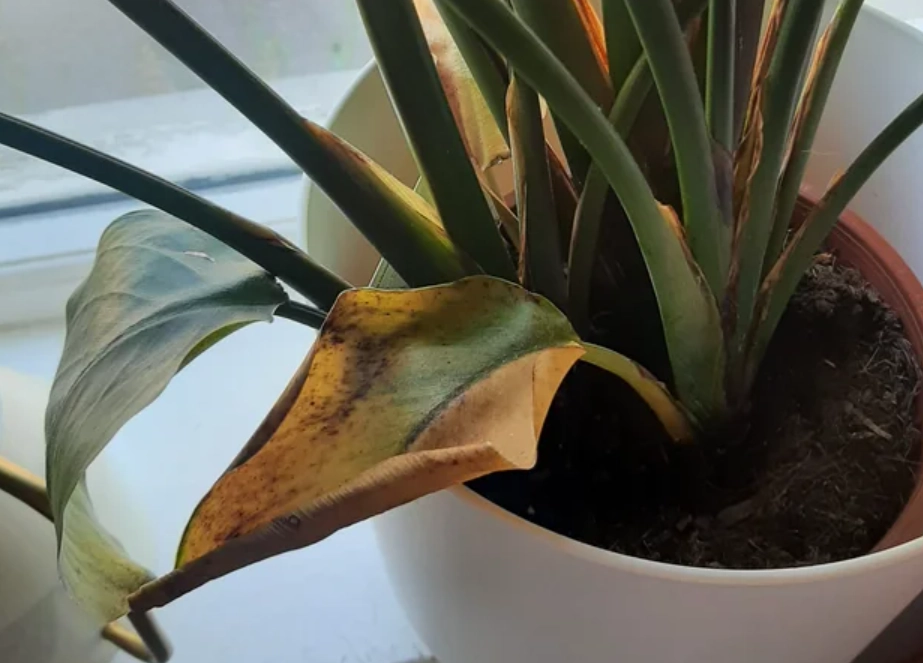 天堂鳥 繁殖 方法 天堂鳥 繁殖 方法