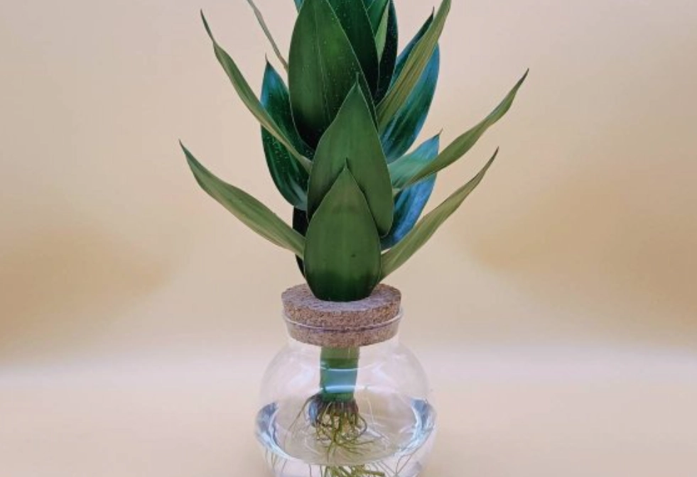 水培竹根部變黃