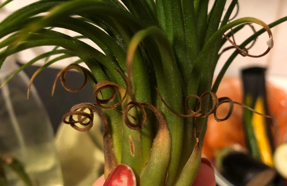 空氣鳳梨不吸水