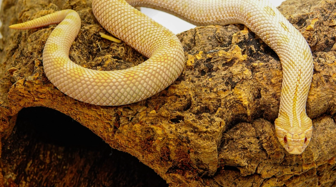 女人夢見蛇 吉凶 女人夢見蛇 吉凶