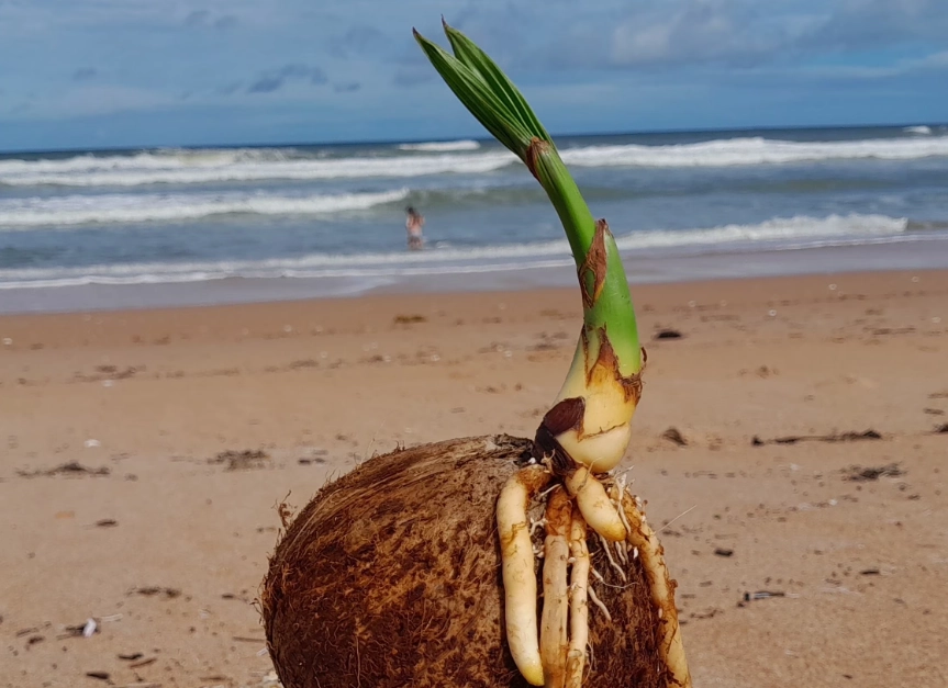 過大禮 椰子 發芽