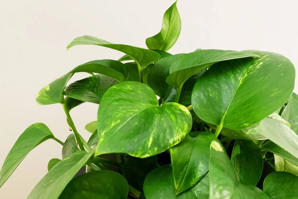 黃金葛 寵物 中毒