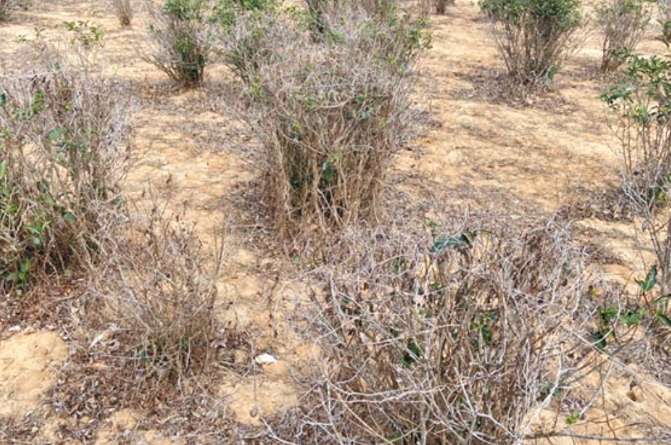 樹頭枯死方法 樹頭枯死方法