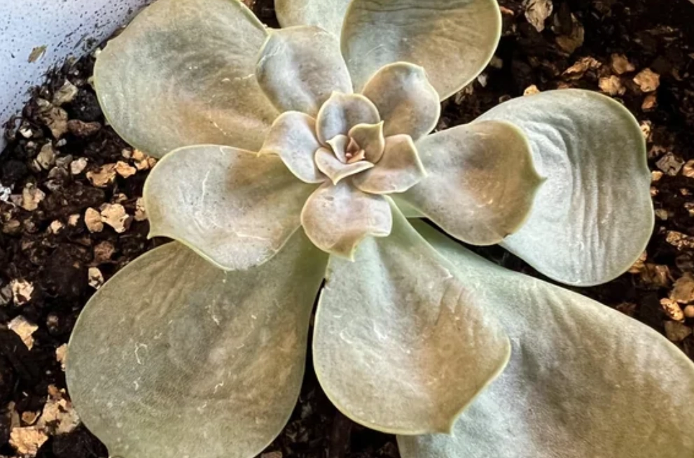 多肉葉子扁掉原因