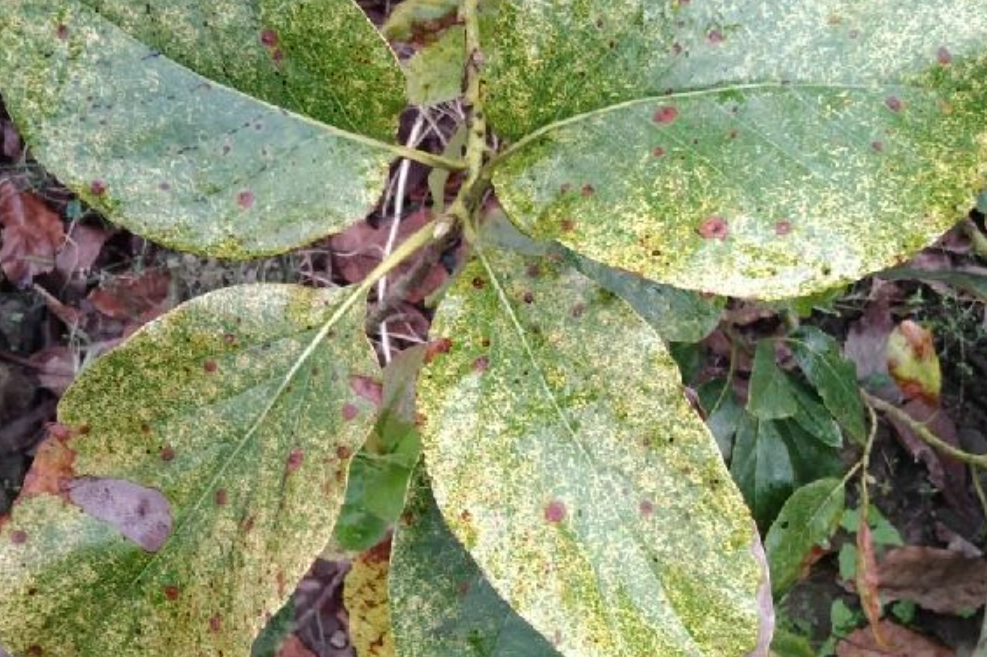 酪梨病蟲害用藥