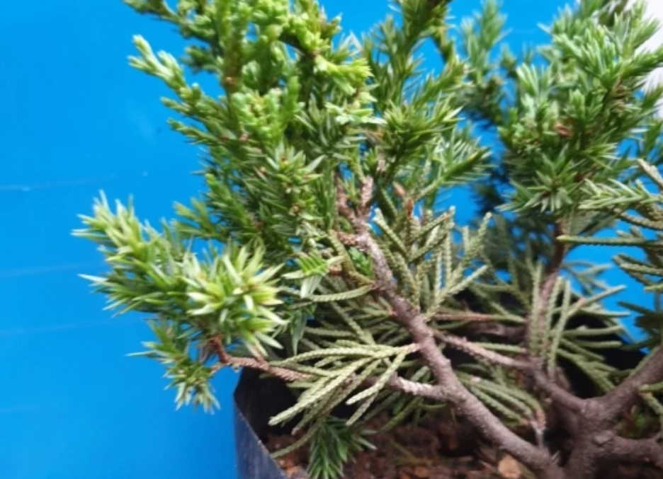 盆景造型 盆景造型