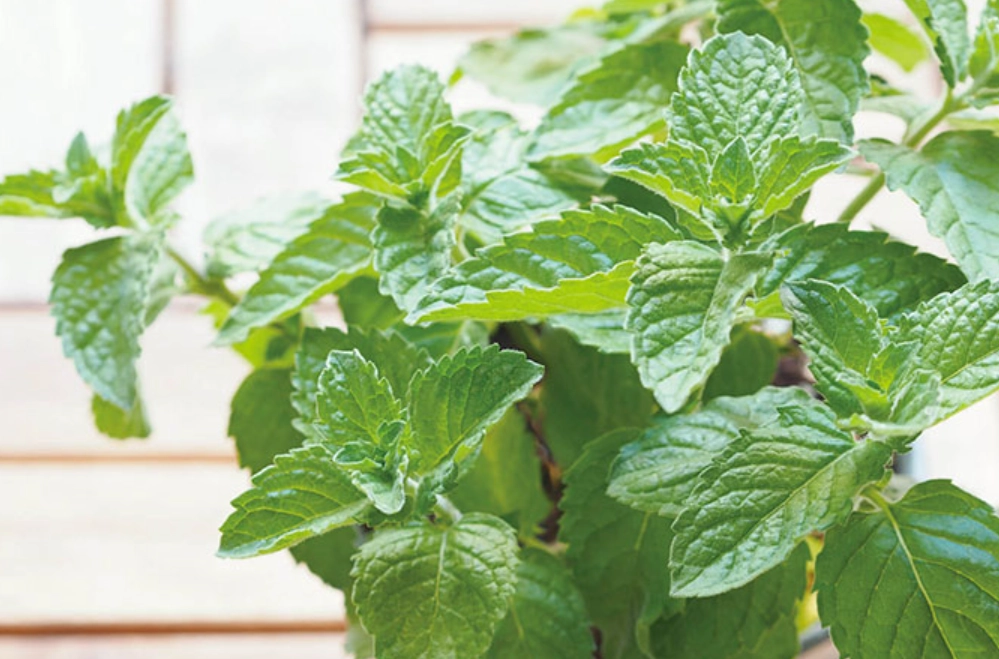 香草植物 推薦 香草植物 推薦