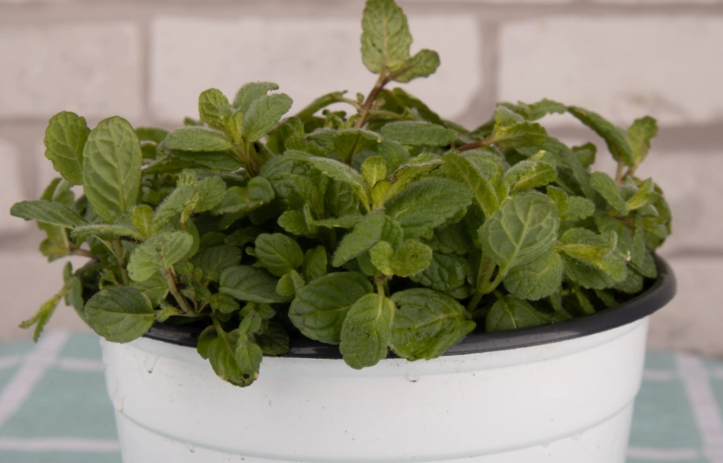 薄荷葉捲曲怎麼辦