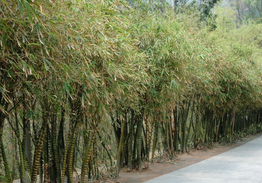 竹子盆栽 竹子盆栽