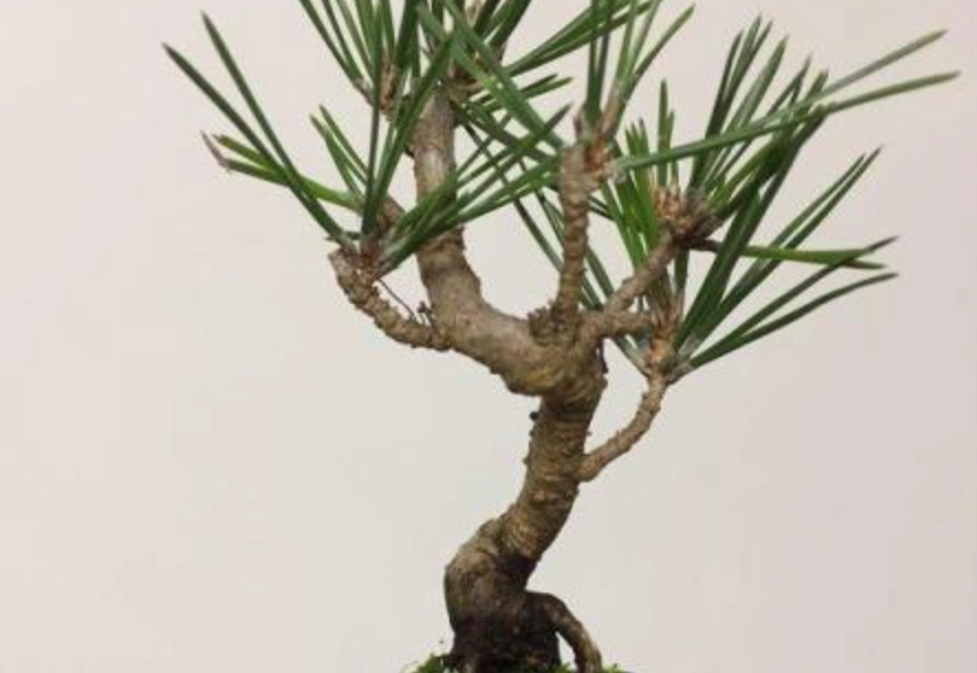 松樹病蟲害防治 松樹病蟲害防治