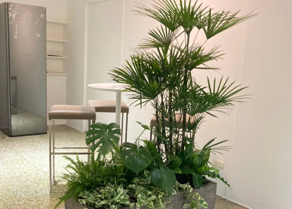 竹子盆栽 竹子盆栽