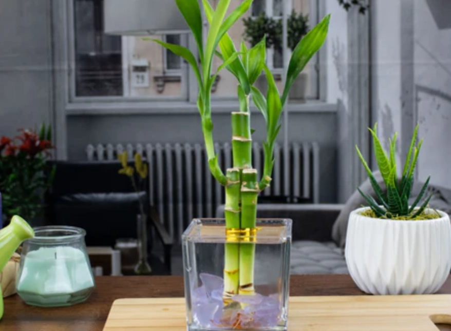 水培竹如何修剪