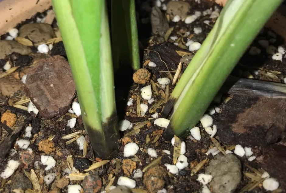 龜背芋 病害 龜背芋 病害