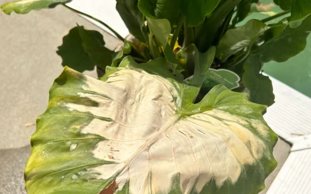 龜背芋葉子變白