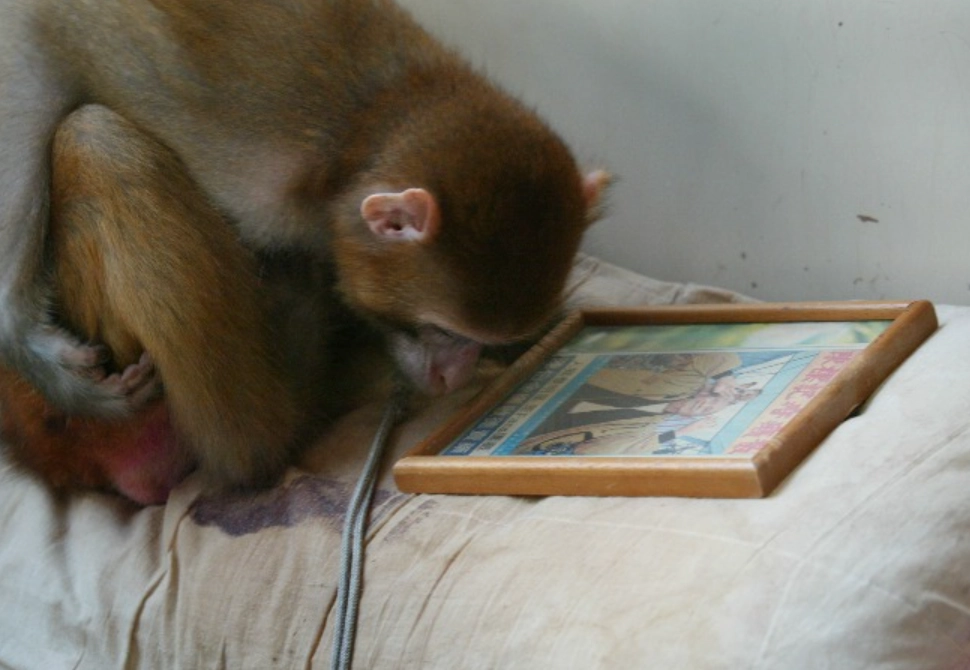 夢到養猴子 意思