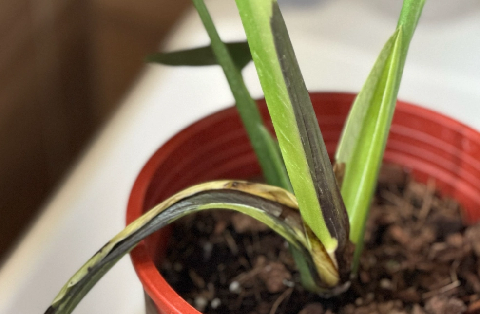 龜背芋莖變黑 原因 龜背芋莖變黑 原因