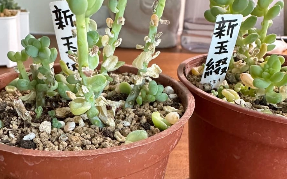 多肉掉葉原因 多肉掉葉原因