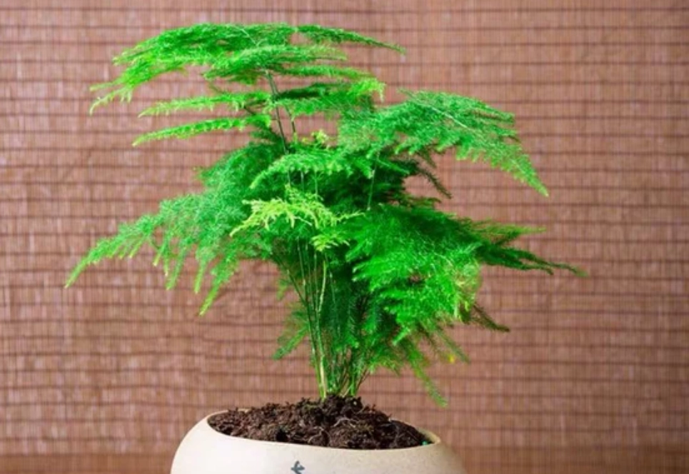 竹子盆栽 竹子盆栽