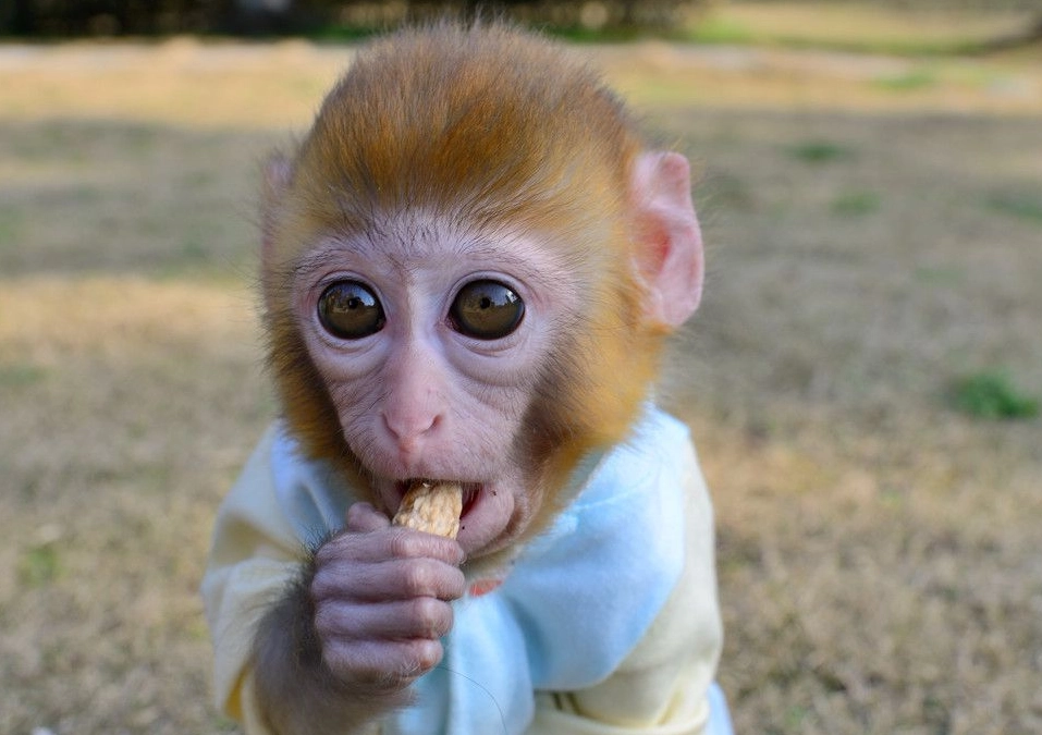 夢境 猴子 解析