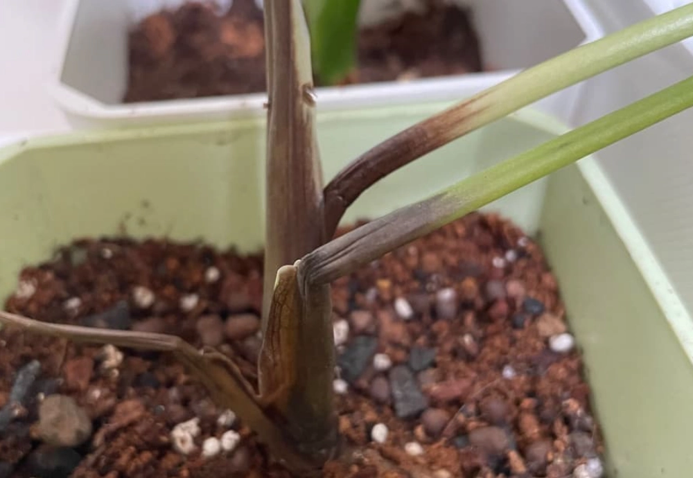 龜背芋茎黑腐病 龜背芋茎黑腐病