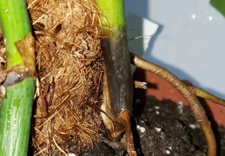 龜背芋茎黑腐病 龜背芋茎黑腐病