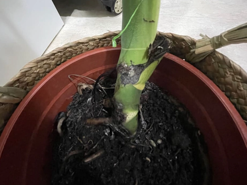 龜背芋莖變黑 原因 龜背芋莖變黑 原因