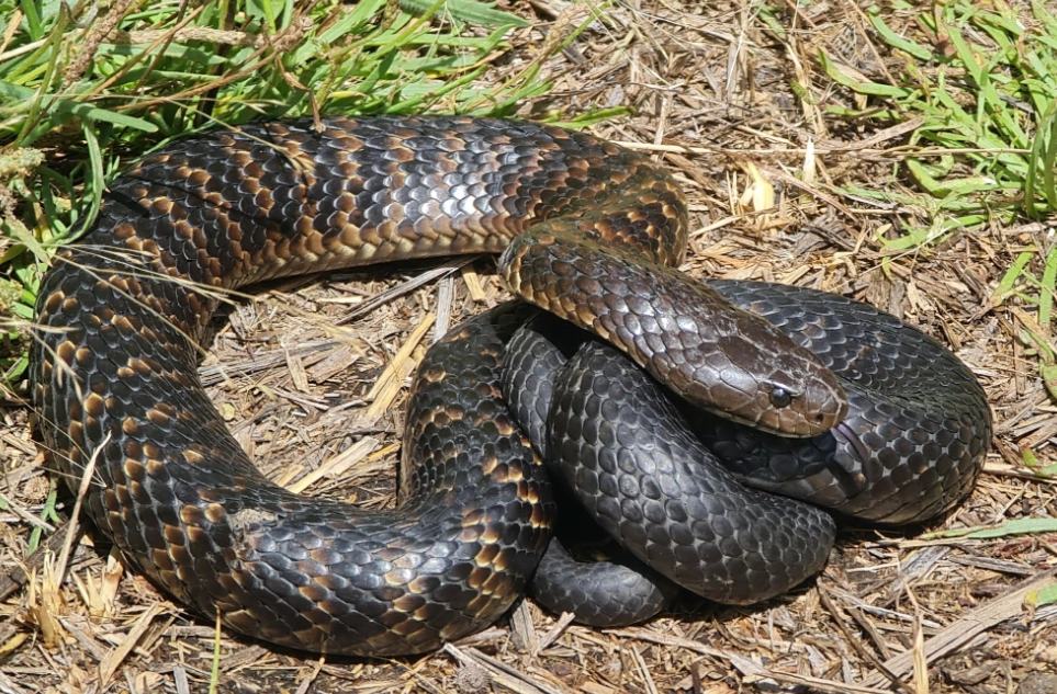 女人夢見大蛇 意思 女人夢見大蛇 意思