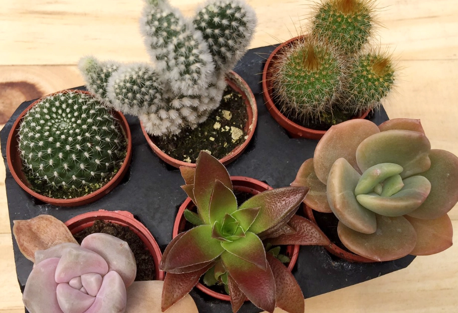 多肉怎麼養 多肉怎麼養