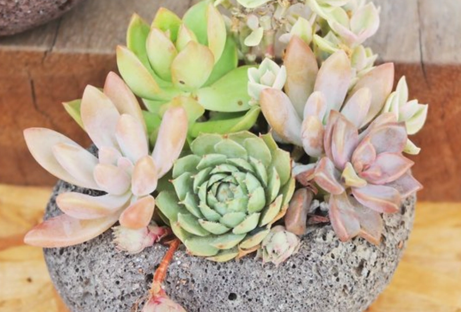 多肉植物照顧 多肉植物照顧