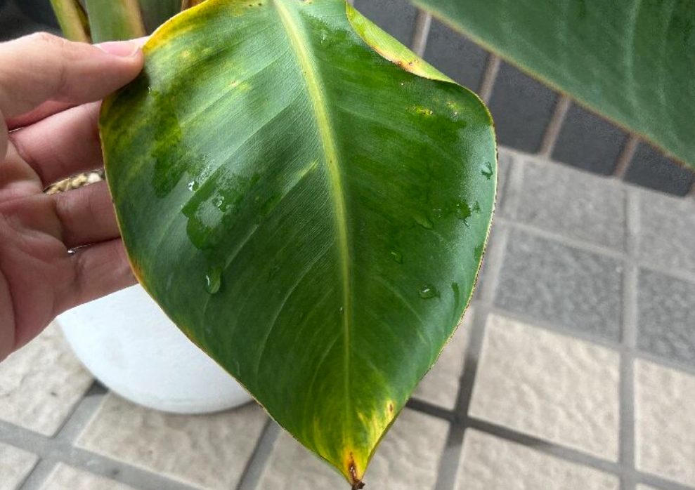 黃邊天堂鳥 品種 黃邊天堂鳥 品種