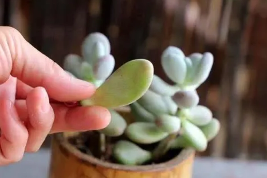 多肉葉片脫落 多肉葉片脫落