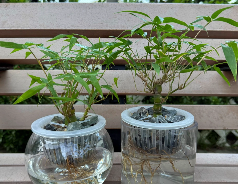 水培竹如何修剪